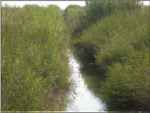 Overgrown ditches like this provide good shelter and nesting cover for hazardous birds 